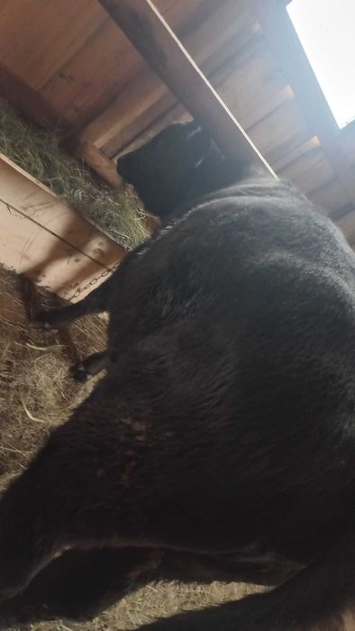 Продам теличку на тримання