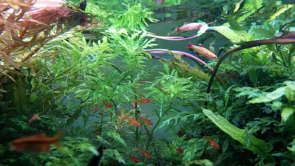 Pack váios tipos Plantas Aquário água doce