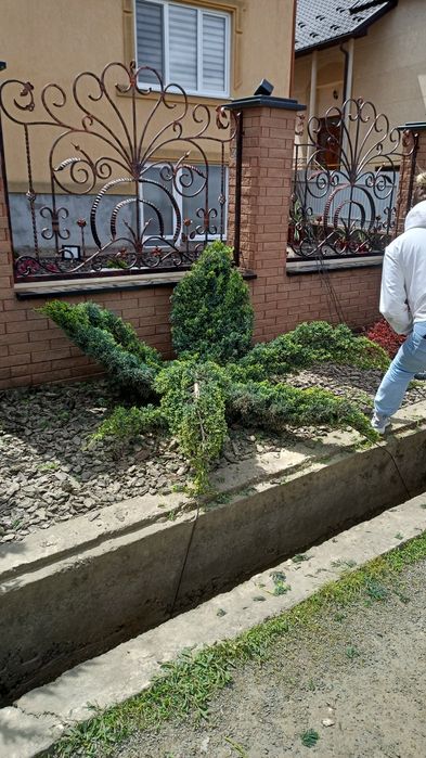 Топіарна стрижка декоративних рослин, догляд, підживлення, обробка