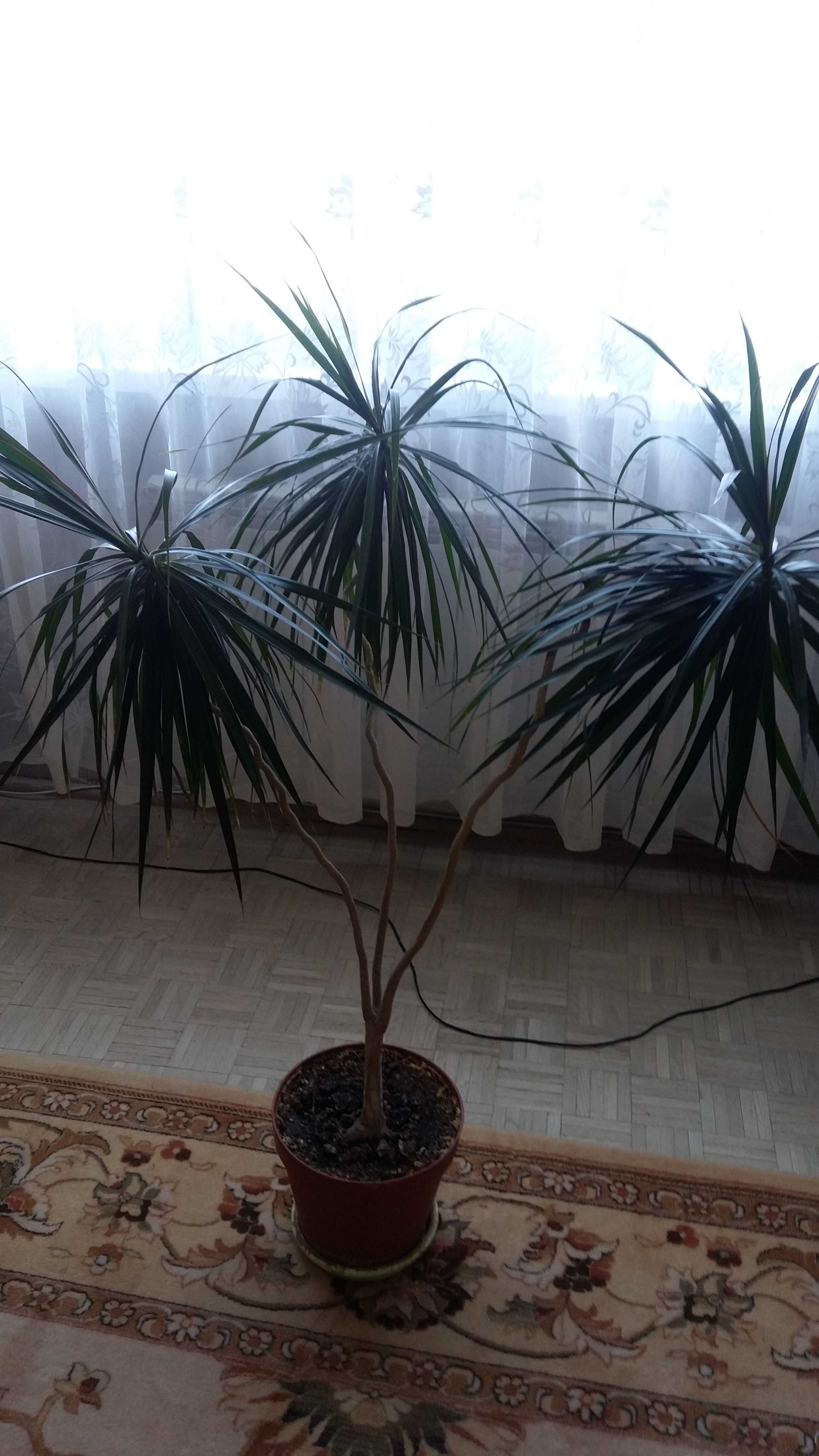 Dracena roślina domowa w doniczce wys.ok.150cm.