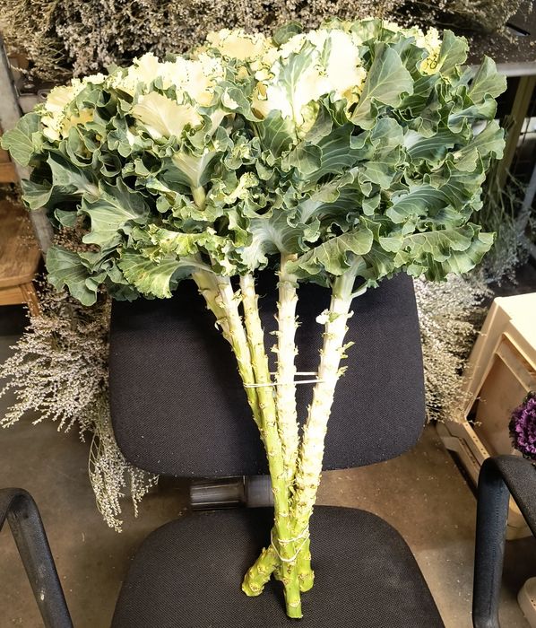 Kapusta ozdobna łodygowa