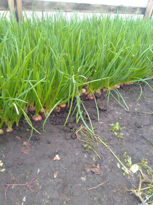 Зелена цибуля перо.