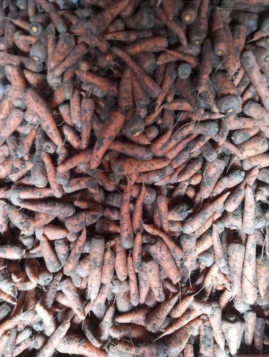 Морква домашня солодка