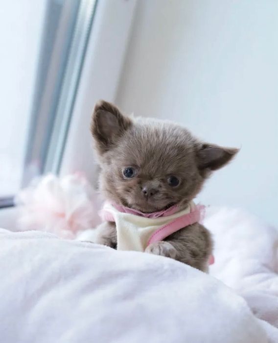 Chihuahua ekskluzywne mini maluszki