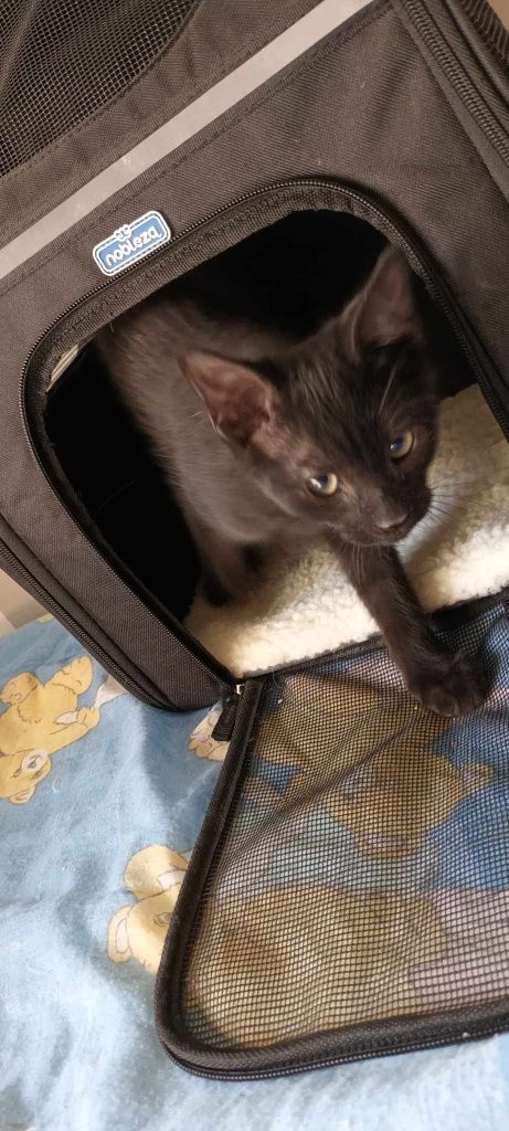 Gatinhos bebés para adoção