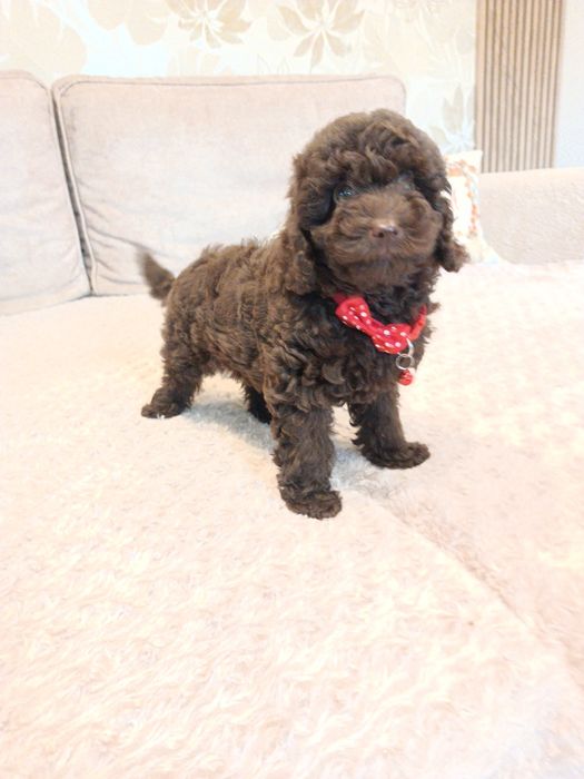 Pudel czekoladowy piesek miniaturka