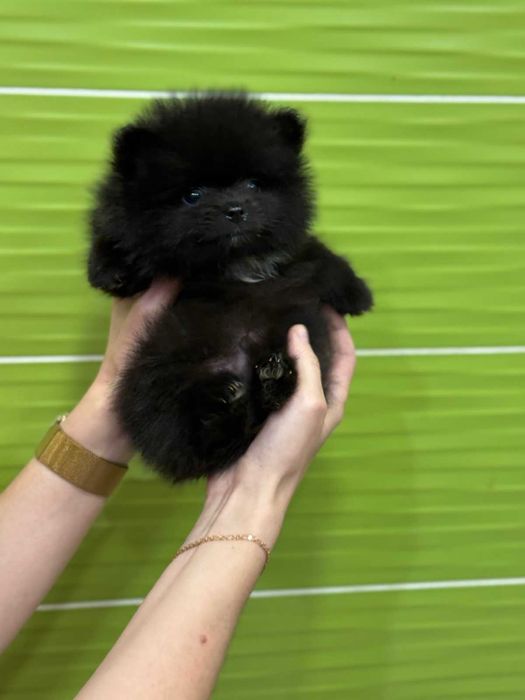 Чорний шпіц.  Цуценята