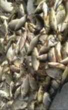 Жива риба для спортивной риболовлі і зарибок :Білий амур, сом, судак