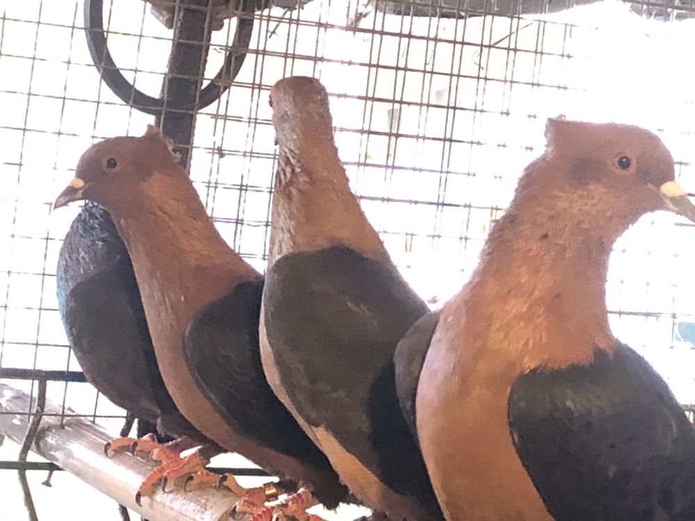 Pombos arcanjos de varias cores