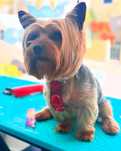 Serviços de Banhos e Tosquias /Bathing and GroomingServices