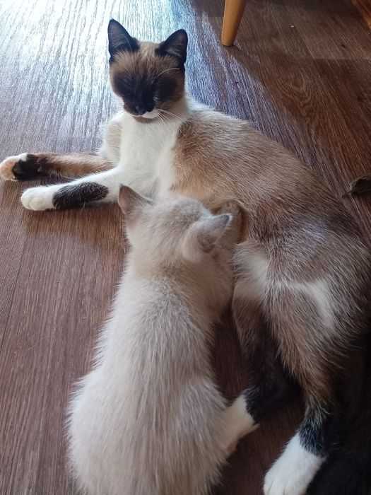 Віддам котика в хороші руки