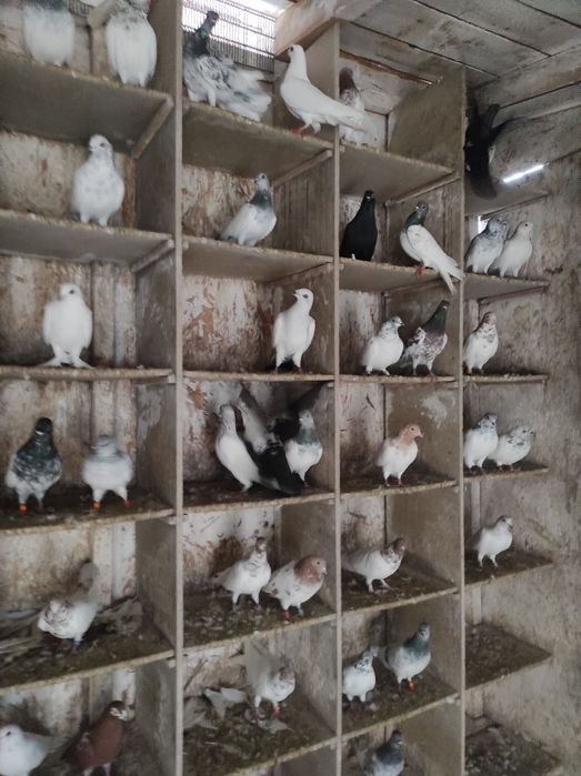 Budapeszty siwe ptaki