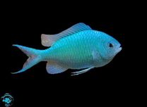 CHROMIS VIRIDIS (S/M) akwarium morskie Sklep Turkusowe Zoo