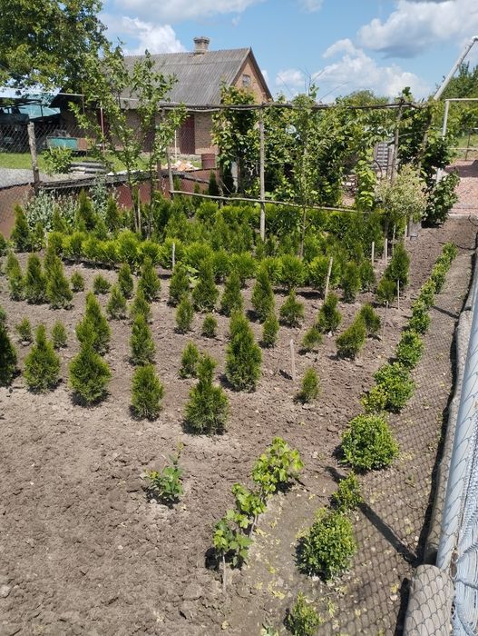 Продаж хвойних і вічнозелених