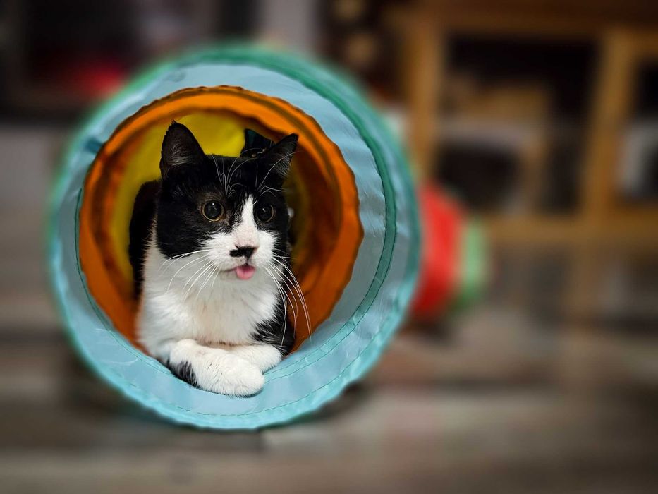 MILO – kot, który kocha człowieka bardziej niż wszystko inne