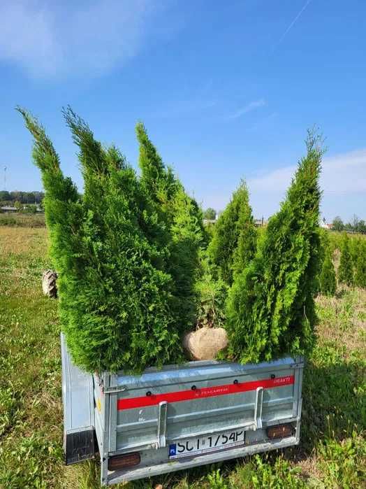 Tuja thuja Brabant 170-180cm ze szkółki transport