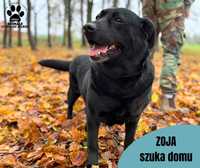 Zoja w typie Labradora do adopcji