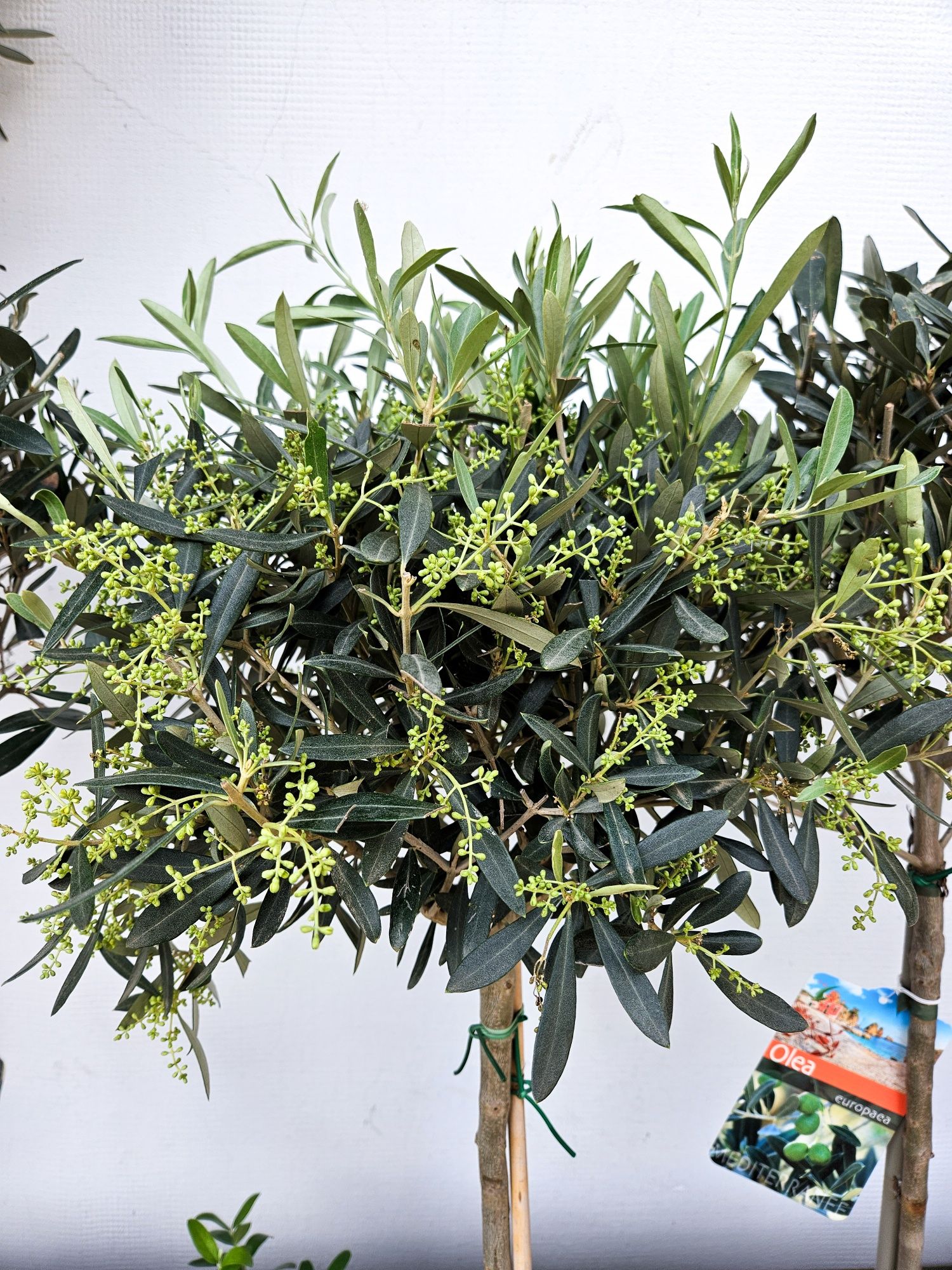 NOWA DOSTAWA - Drzewka oliwne / oliwka europejska