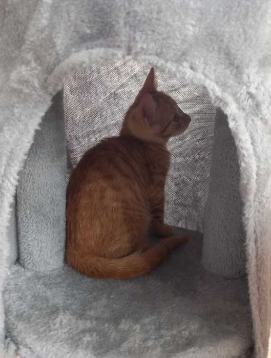 Wysoki drapak dla kota domek drzewko do drapania zwierzęta