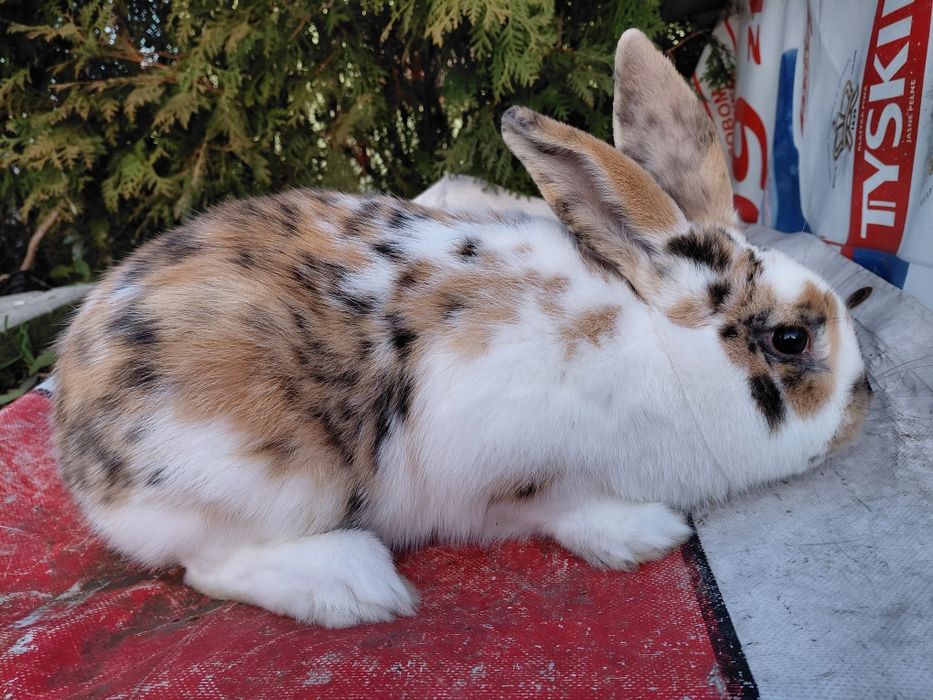 Samiec trojbarwny młody