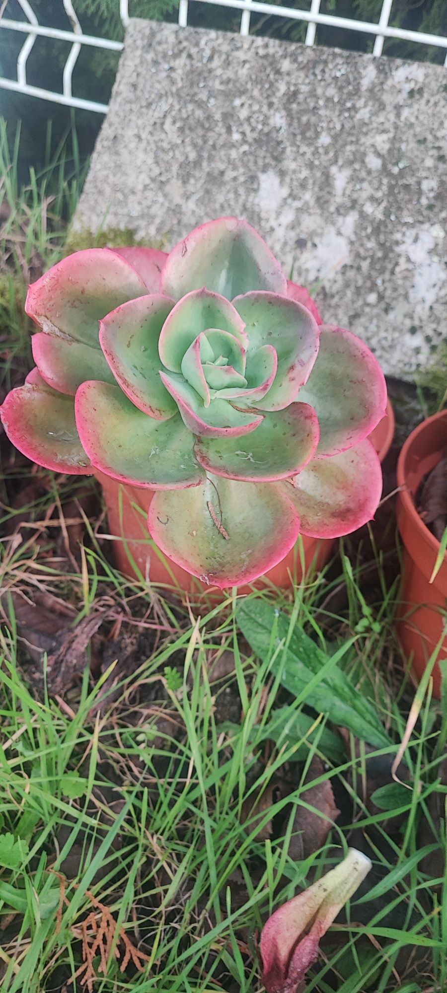 Planta suculenta linda