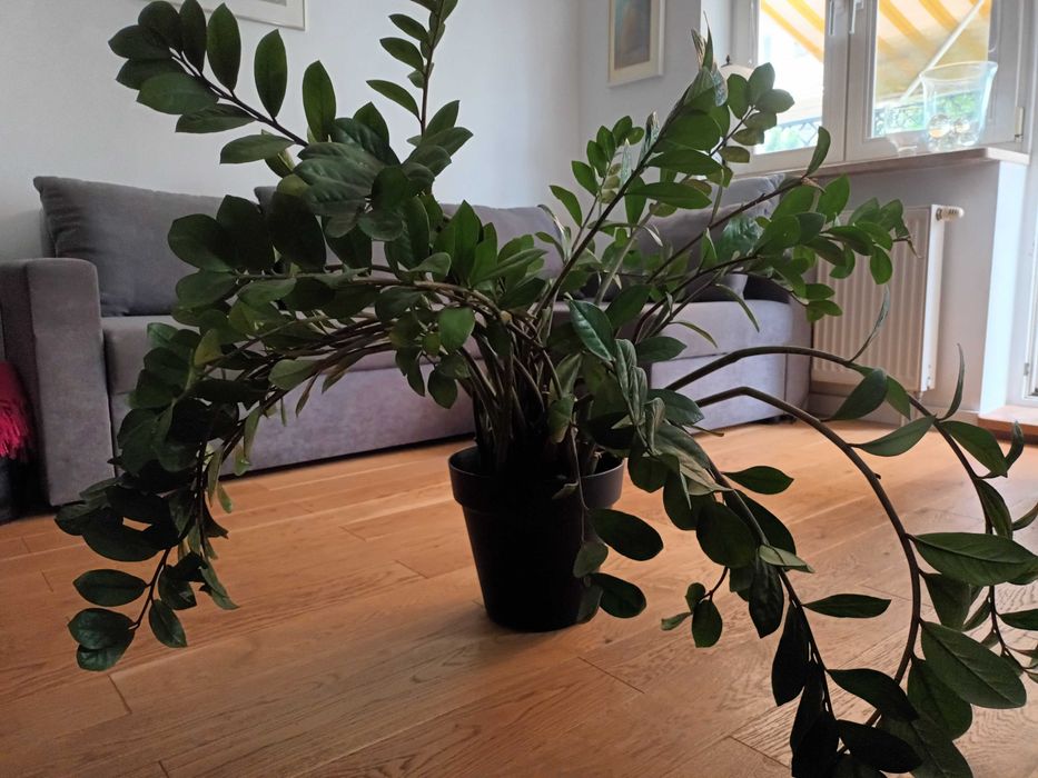 Duży Piękny Zamiokulkas