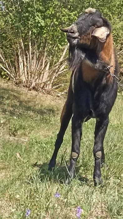 ПРОДАМ НА ПЛЕМЯ: нубийца 90%.В Добрые руки