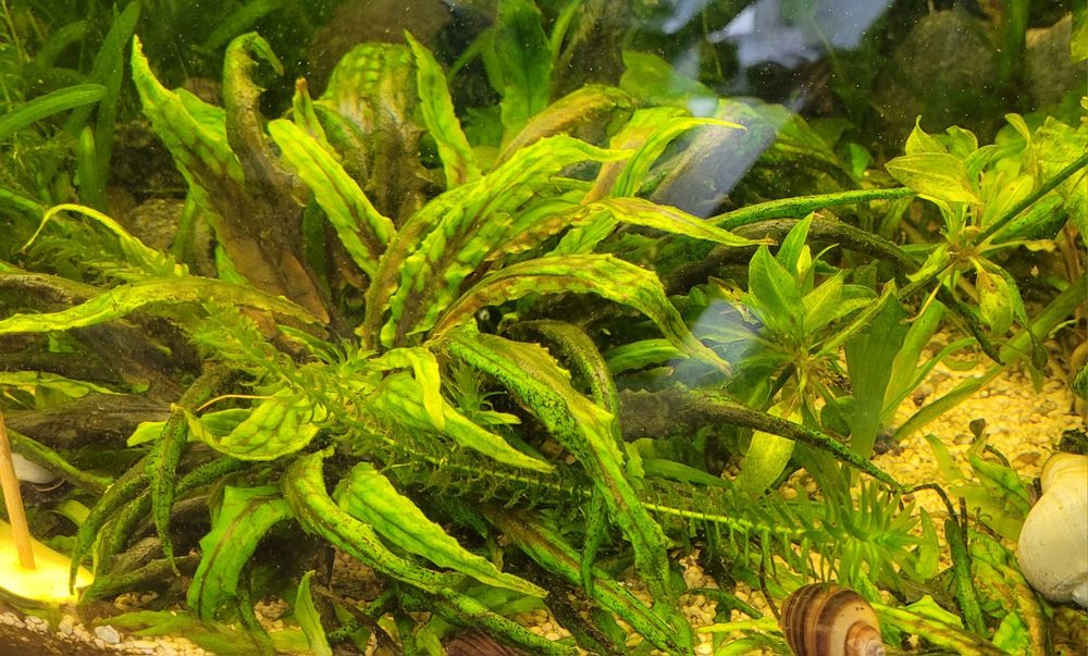 Kryptokoryna Wendta Zwartka Wendta Cryptocoryne wendtii roślina