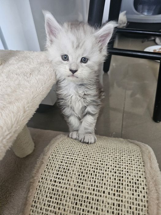 Śliczny kocurek Dexter  Maine Coon ns z linii shaded ns