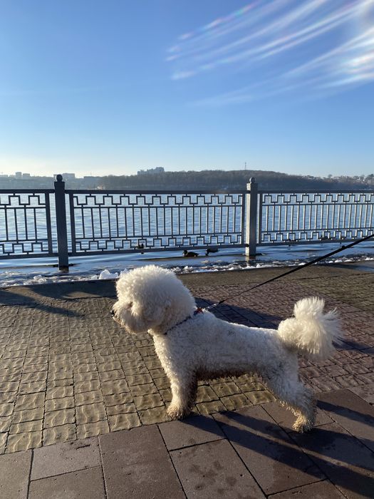 Бішон Фрізе В‘язка