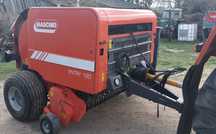 Sprzedam prase Maschio