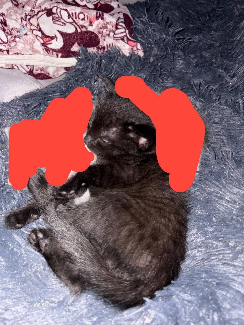 Кошеня в добрі руки