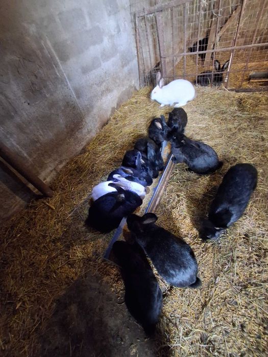 Продам кроликів Полтавське срібло