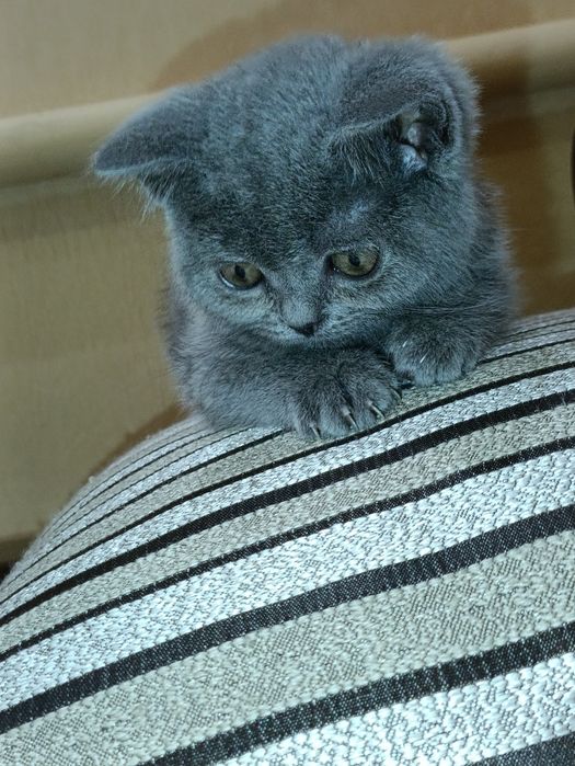 Британські чистокровні прямовухі  плюшеві кошенята,з голубим окрасом