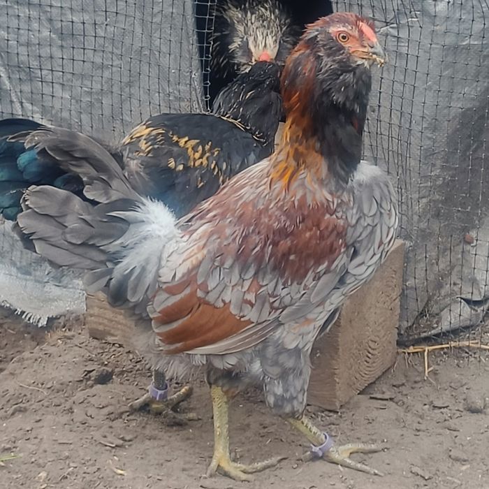 Півники різних порід та віку