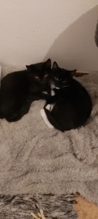 Gatinhos para adoção 4 meses