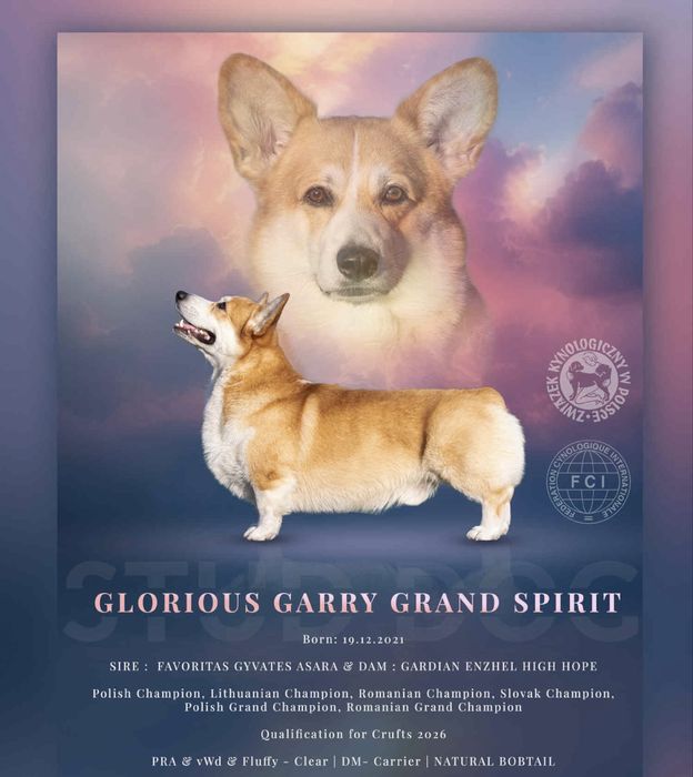 Welsh corgi pembroke piesek rudo bialy bez ogonk po Championie FCI