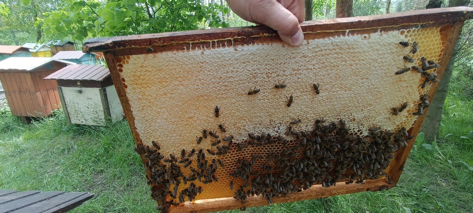 Odkłady pszczele ramka dadanta lub wielkopolska