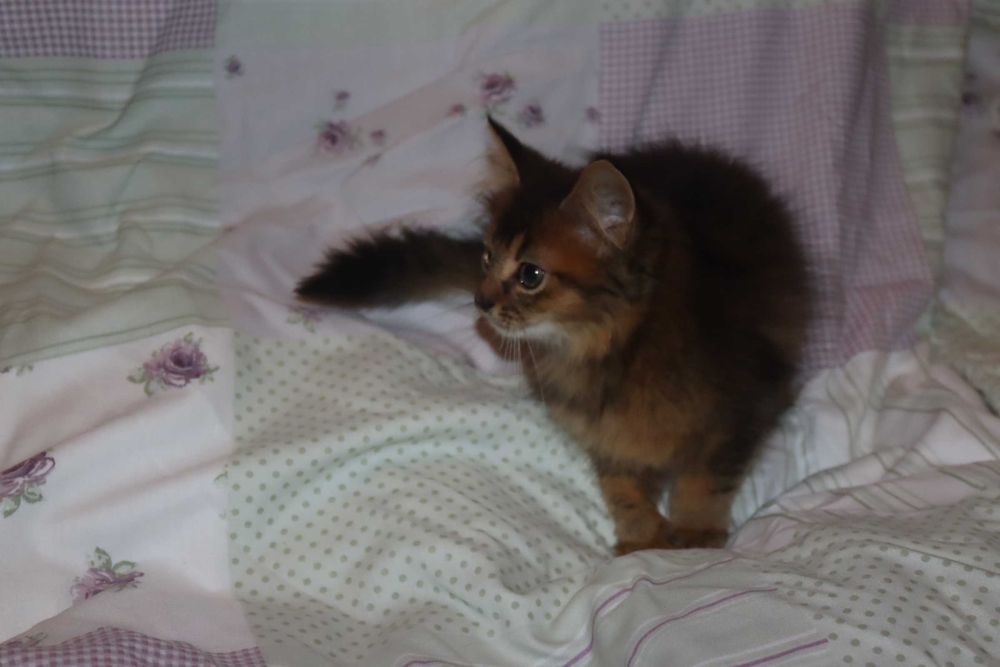 Кот котенок сомалийский - абиссинцы длиники