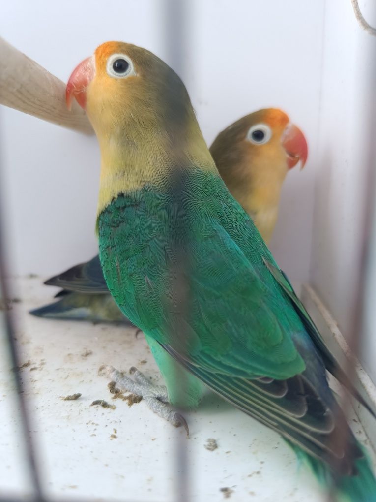 Agapornis Fischeris turquesas