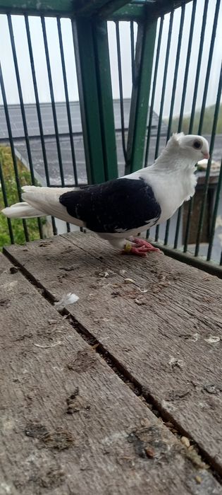 Gołębie mewki,mewka samce,samice