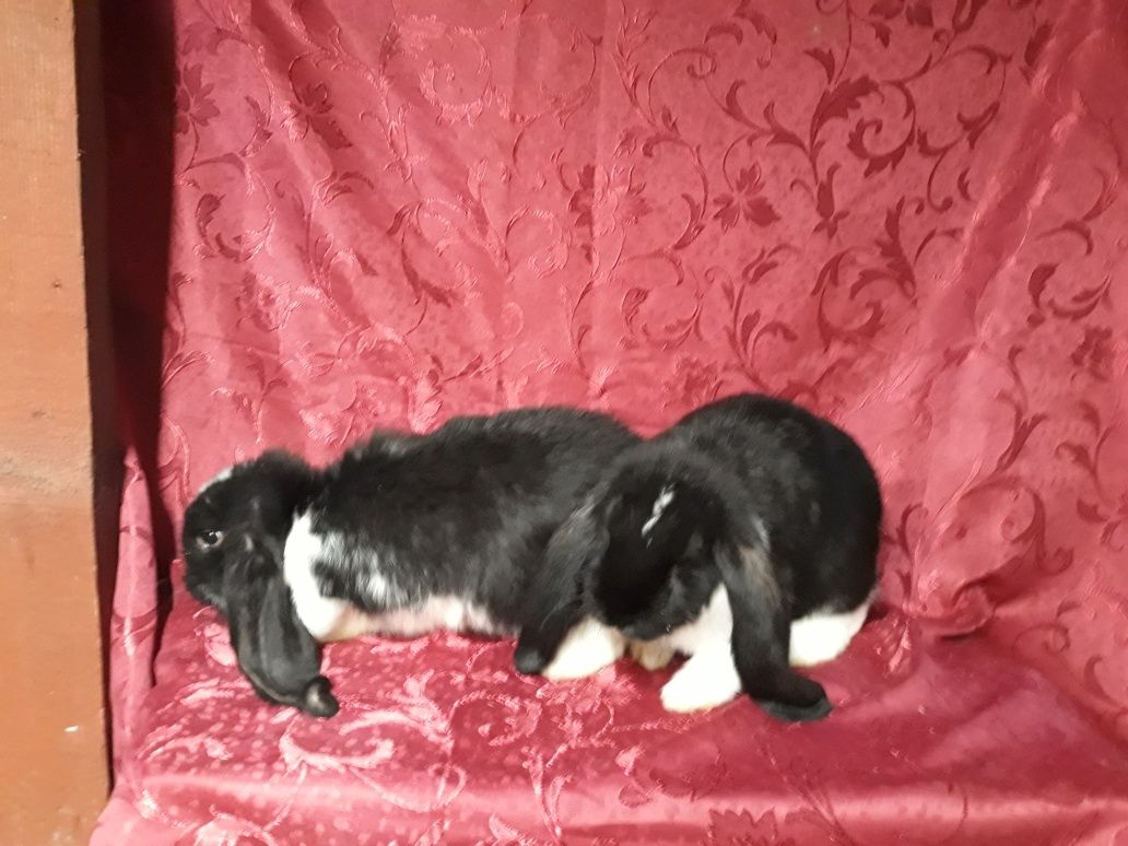 Kroliki  barany francuskie