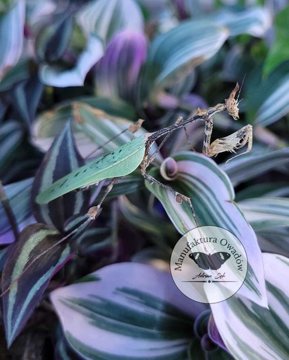 Modliszka Sibylla pretiosa L3/4