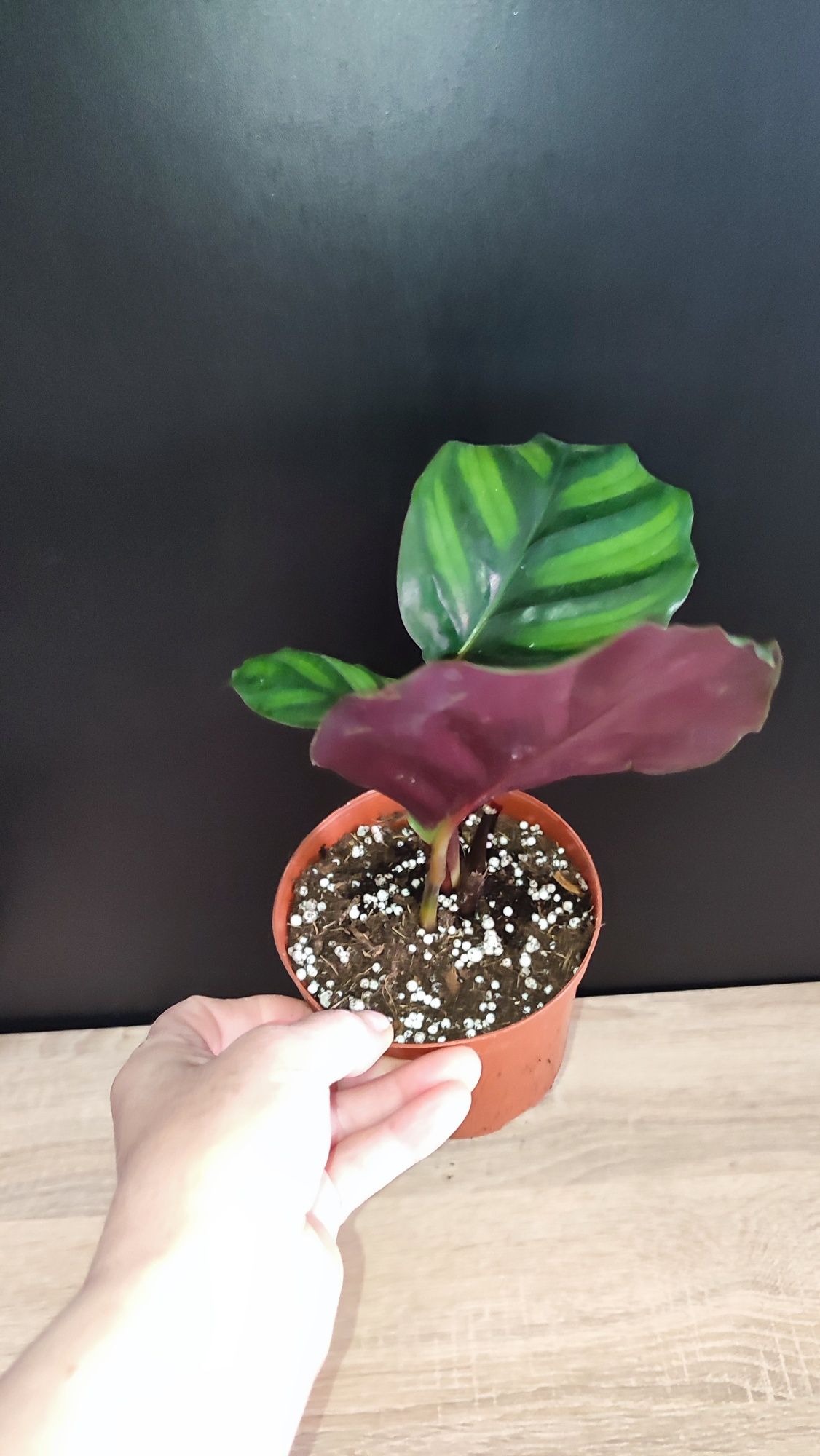 Calathea Fasciata Rotundifolia