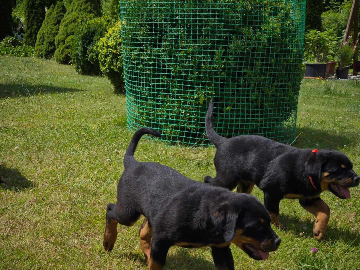Sprzedam szczeniaka Rottweiler