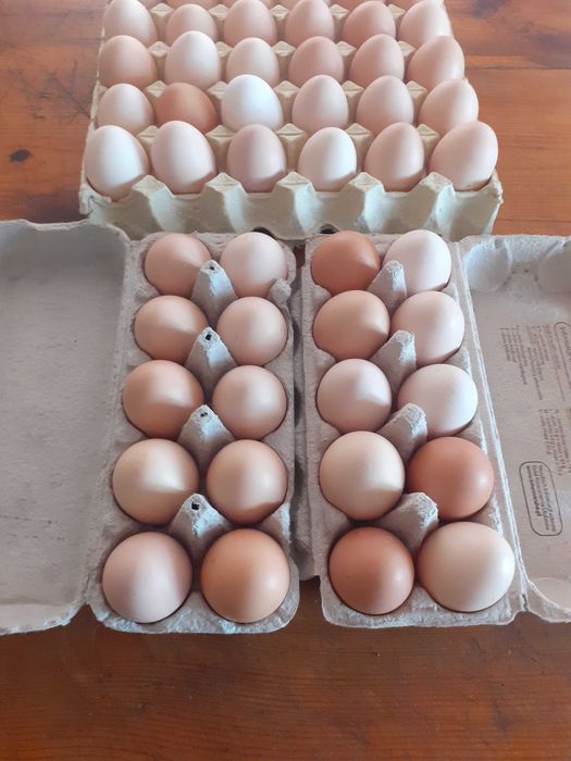 Jajka jaja ekologiczne wiejskie swojskie od kur z wolnego wybiegu