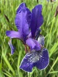 Irys syberyjski kosaciec