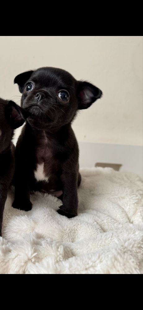 Piesek rasy Chihuahua gotowy do odbioru