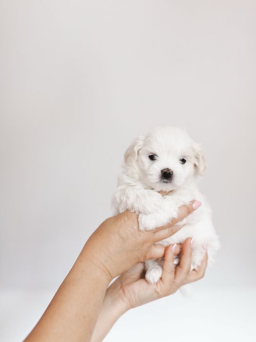 Maltańczyk z rodowodem i chipem - rezerwacja