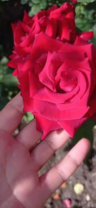 Троянди укорінені